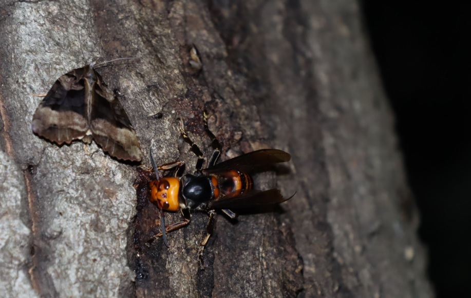 ノコメセダカヨトウ、オオスズメバチ_凄いコナラ_2023年5月26日19時35分 気温18.9度